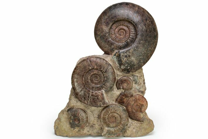 Tall, Jurassic Ammonite (Hammatoceras) Display - France #227081